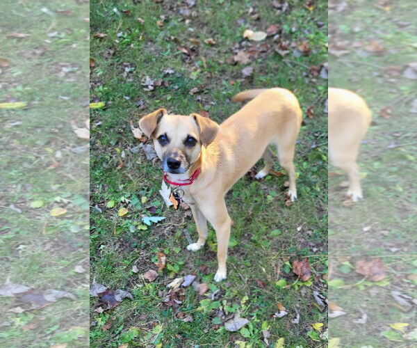 Medium Photo #4 Chihuahua-Unknown Mix Puppy For Sale in New London, WI, USA