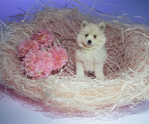 Pomsky Puppy for sale in WEBSTER, FL, USA
