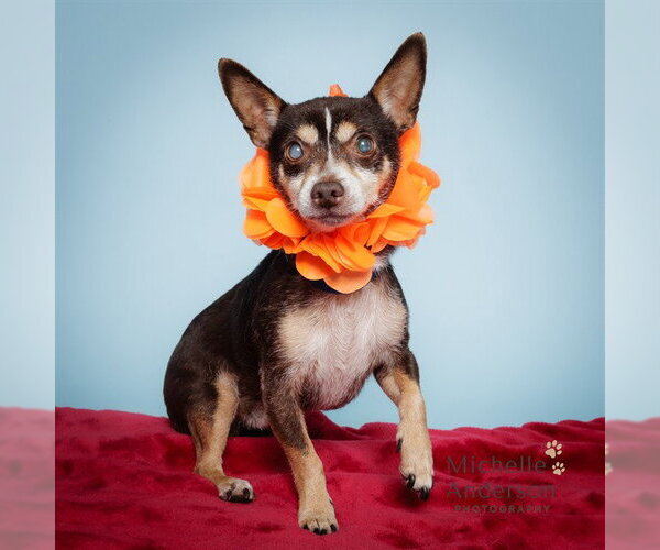Medium Photo #2 Chihuahua Puppy For Sale in Corona, CA, USA
