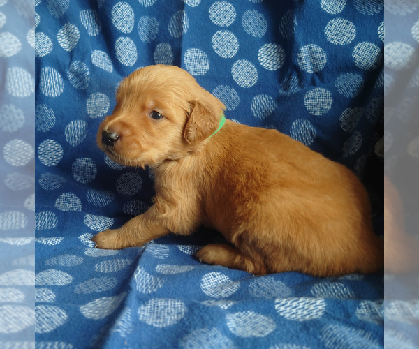 Medium Photo #1 Golden Retriever Puppy For Sale in PEYTON, CO, USA