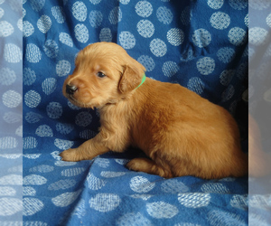 Medium Golden Retriever