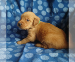 Puppy 3 Golden Retriever