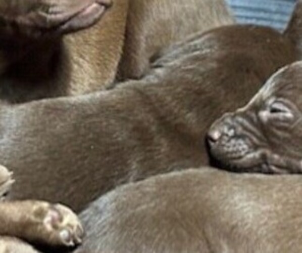 Medium Photo #1 Labrador Retriever Puppy For Sale in OMAHA, NE, USA