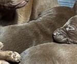 Puppy Puppy 3 Labrador Retriever