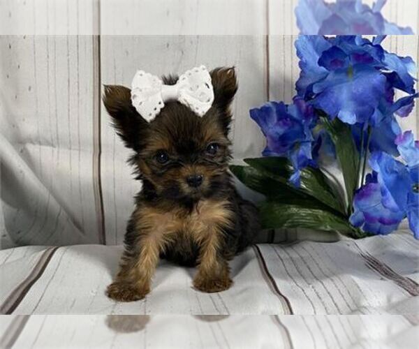 Medium Photo #10 Yorkshire Terrier Puppy For Sale in BEVERLY HILLS, CA, USA