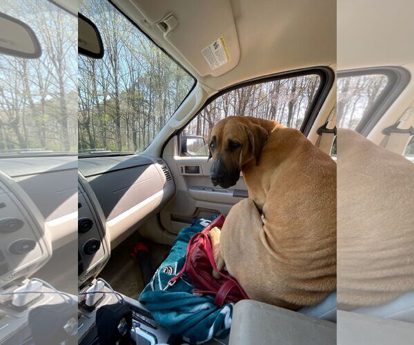 Medium Photo #3 Fila Brasileiro Puppy For Sale in Jasper, AL, USA