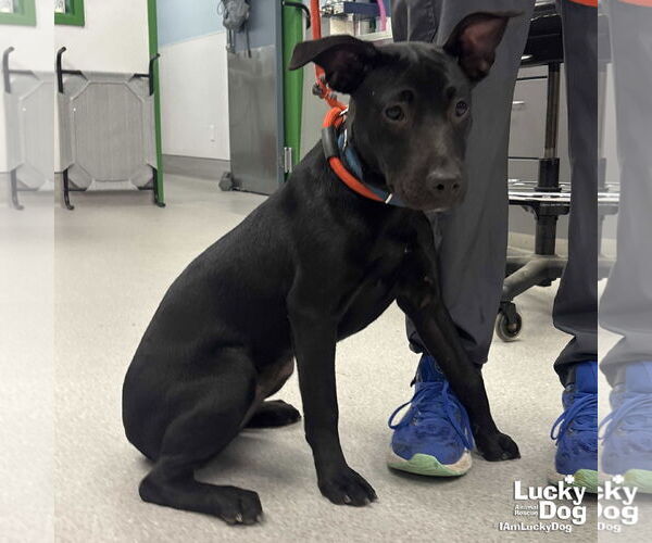 Medium Photo #2 Labrador Retriever-Unknown Mix Puppy For Sale in Washington, DC, USA