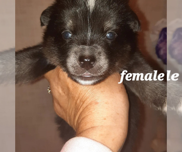 Medium Photo #2 Pomsky Puppy For Sale in HUDSON, FL, USA