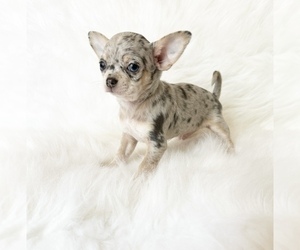 Chihuahua Puppy for sale in SACRAMENTO, CA, USA