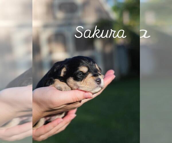 Medium Photo #1 Schnauzer (Miniature) Puppy For Sale in LEHIGH ACRES, FL, USA