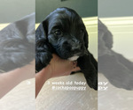Small Photo #13 Cockapoo Puppy For Sale in ROCHESTER, MN, USA