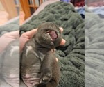Small #18 Pug