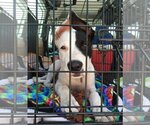 Small #2 Great Dane-Pointer Mix