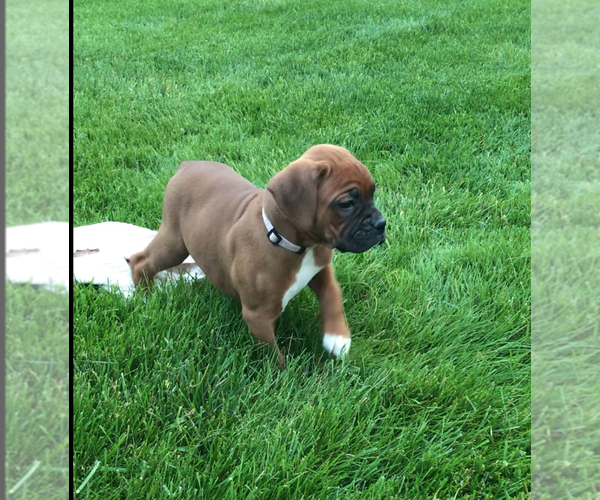 Medium Photo #2 Boxer Puppy For Sale in APPLE CREEK, OH, USA