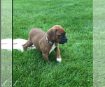 Small #1 Boxer