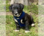 Small #1 Black Mouth Cur-Labrador Retriever Mix