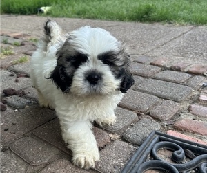 Zuchon Puppy for sale in DALLAS, TX, USA