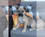 Leave it to Beaver : Wally - Male Shih Tzu-Unknown Mix Dog for Adoption - Small photo