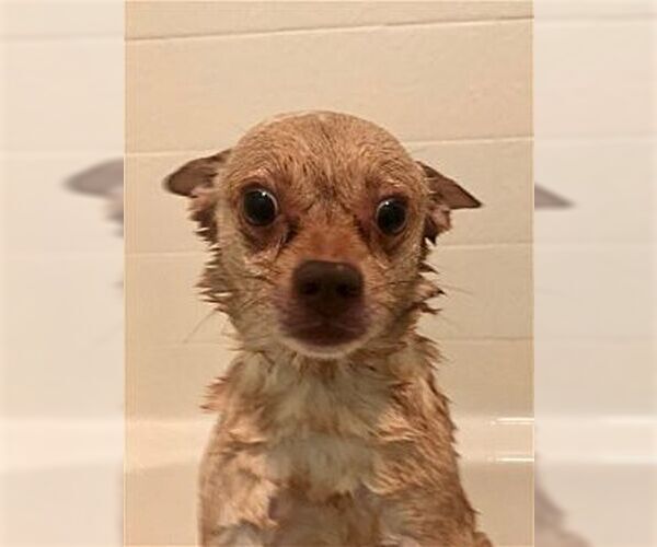Medium Photo #1 Chihuahua Puppy For Sale in Dana Point, CA, USA