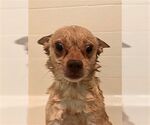 Small Chihuahua