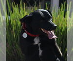 Small #22 Carolina Dog-Labrador Retriever Mix