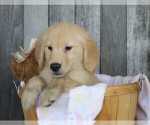 Golden Retriever Puppy for sale in FREDERICKSBG, OH, USA
