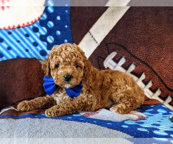 Medium Photo #2 Poodle (Miniature) Puppy For Sale in NEW PROVIDENCE, PA, USA