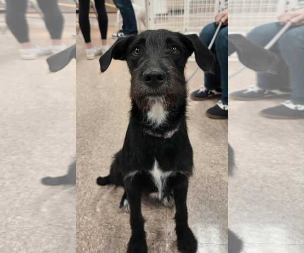 Medium Photo #5 Labradoodle Puppy For Sale in pomfret, CT, USA