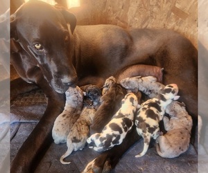 Mother of the Great Dane puppies born on 04/04/2026