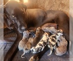 Small Photo #1 Great Dane Puppy For Sale in MOUNT STERLING, KY, USA