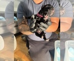 Litter of 10 - Male(s) and Female(s) Cane CorsoLitter of Puppies for Sale - Photo #4