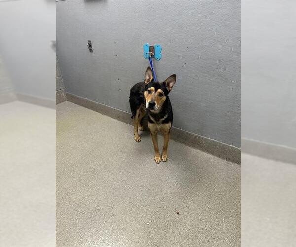 Medium Photo #1 German Shepherd Dog-Unknown Mix Puppy For Sale in Las Vegas, NV, USA