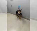 Small German Shepherd Dog Mix