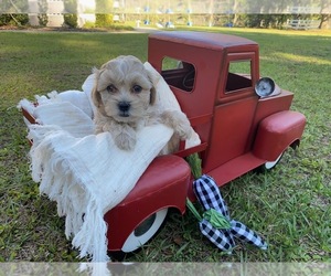 Maltese-Poodle (Toy) Mix Puppy for sale in LITHIA, FL, USA