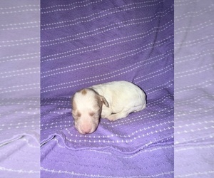 Medium Cavapoo-Poodle (Miniature) Mix