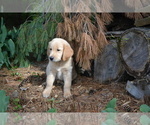 Puppy Ryker Golden Retriever