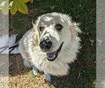 Small Photo #2 Great Pyrenees Puppy For Sale in Garland, TX, USA