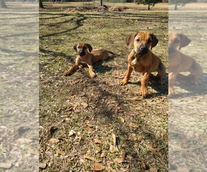 Rhodesian Ridgeback Puppy for sale in VANCLEAVE, MS, USA