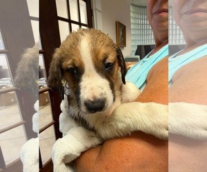 Ripley - Halloween Litter - Male Anatolian Shepherd-Unknown Mix Dog for Adoption - Photo #3