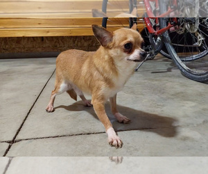 Father of the Chihuahua puppies born on 06/21/2025