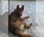 Small Photo #2 Australian Kelpie-Siberian Husky Mix Puppy For Sale in Woodland Hills, CA, USA