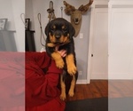 Small Photo #12 Rottweiler Puppy For Sale in COLORADO SPRINGS, CO, USA