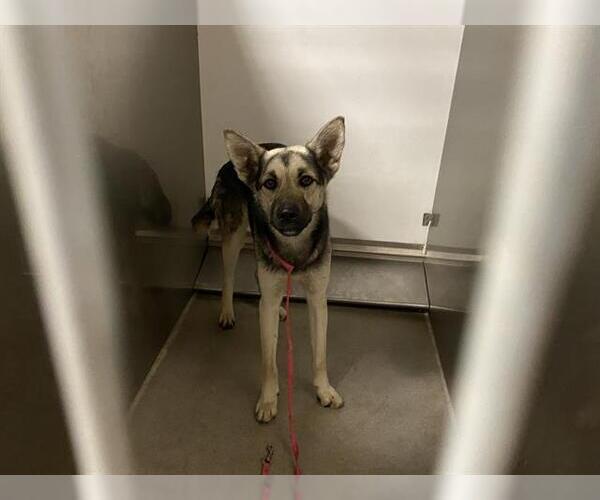 Medium Photo #1 German Shepherd Dog-Unknown Mix Puppy For Sale in Modesto, CA, USA