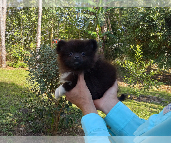 Medium Photo #6 Pomeranian Puppy For Sale in WEST PALM BEACH, FL, USA