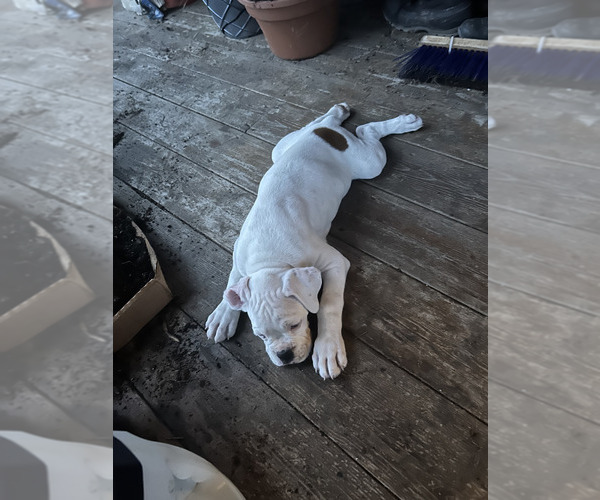 Medium Photo #2 Boxer Puppy For Sale in STRUM, WI, USA