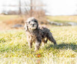 Small Photo #3 Goldendoodle (Miniature) Puppy For Sale in WARSAW, IN, USA