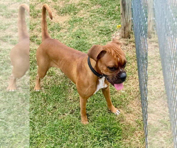 Medium Photo #2 Mutt Puppy For Sale in Dumont, NJ, USA