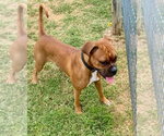 Small #1 Mutt