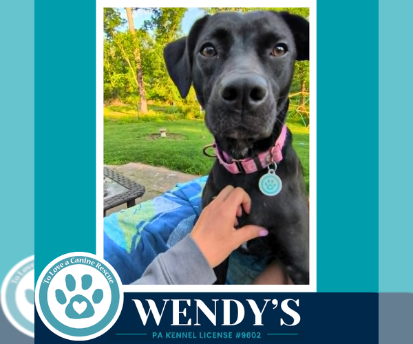 Medium Photo #1 Labrador Retriever-Unknown Mix Puppy For Sale in Kimberton, PA, USA