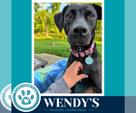 Small Labrador Retriever Mix